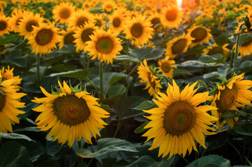 Fototapeta na wymiar Landscape of sunflower field with big flowers in front