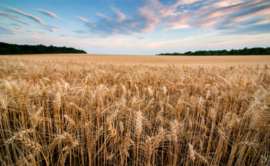 A golden wheat field of ripe ears in the evening sun and sky with clouds