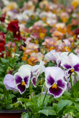 Vibrant Nasturtium flowers (Tropaeolum majus) delicious edible flowers (leaves too)  in a vegetable plot - stock photo