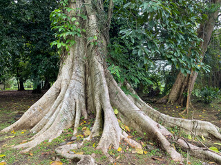 Giant tree trunk on to forestry park.