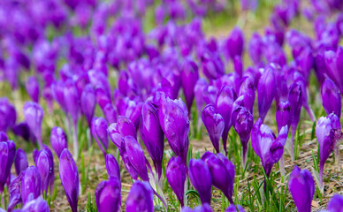 Many crocuses on a field with selective focus