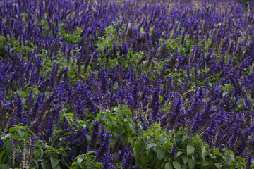 A Field Full of Blue Salvia, a Flower that has Purple-ish Color
