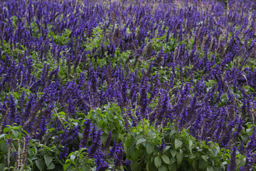 A Field Full of Blue Salvia, a Flower that has Purple-ish Color
