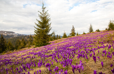 Crocuses field in the mountains and cloudy sky