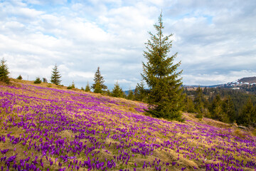 Landscape with many crocus flowers on a mountain field in the Carpathian mountains