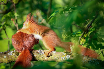 two squirrels fighting in the tree