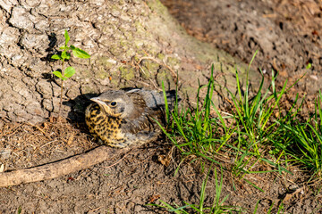 The nestling of a grouse thrush on the ground in the grass.