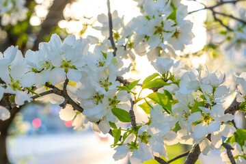 Branches of a blooming apple tree with white flowers.