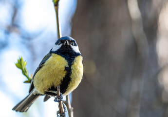 Fototapeta premium Tit on a tree branch in spring close-up.