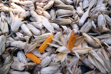 an agriculture texture background concept of ripe organic Corn cobs in the field