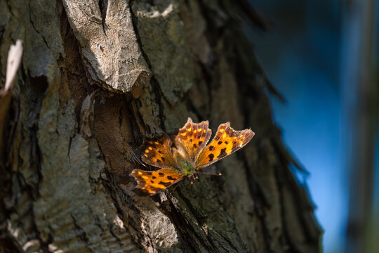 Butterfly anglewing on the trunk of a tree close-up.