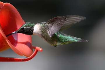 When the sun is not hitting the throat feathers of this male Ruby-throated Hummingbird, they are a...