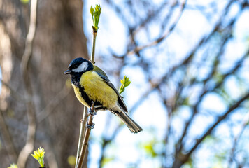 Tit on a tree branch in spring close-up.