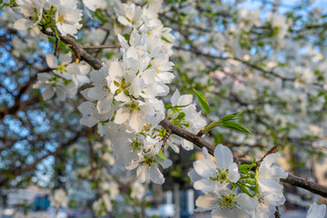 Apple tree branches with blooming white flowers.