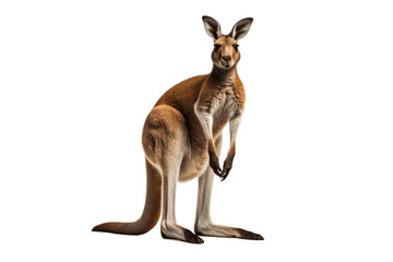 Fototapeta premium Isolated Kangaroo Illustration on Transparent Background, Generative Ai