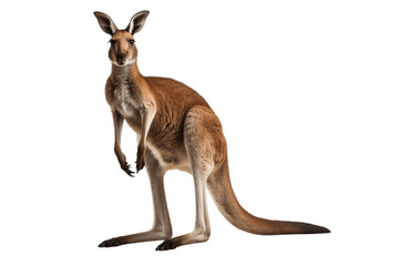 Isolated Kangaroo Illustration on Transparent Background, Generative Ai
