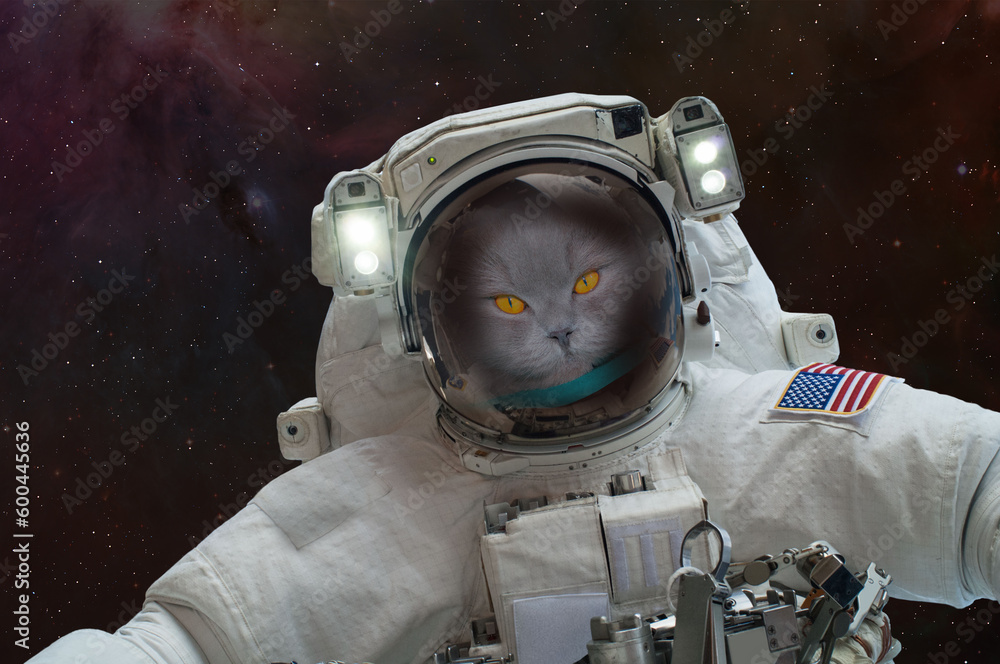 Poster cat astronaut in outer space with spacewalk. 