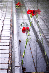 Close-up of single red rose in the rain leaning against Vietnam Wall with reflections