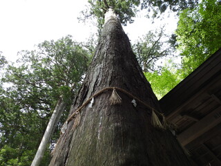 椿大社の木