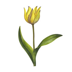 Yellow Bieberstein tulip. Lily. Early blooming. Spring flower. Hand-drawn watercolor illustration isolated on white background. For use card, poster, label, scrapbook, logo