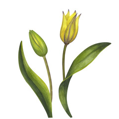 Yellow Bieberstein tulip. Lily. Early blooming. Spring flower. Hand-drawn watercolor illustration isolated on white background. For use card, poster, label, scrapbook, logo