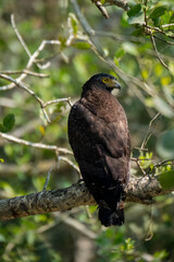 Crested serpent eagle bird sitting on a tree from sundarban Bangladesh