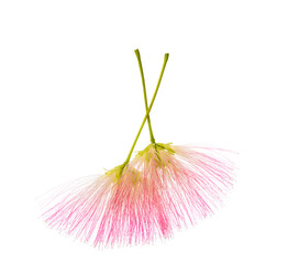  Two flowers of Persian Silk Tree with very long stamens of  pink color isolated on white background. Selective focus.