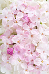 Naklejka na ściany i meble Floral background of light pink tiny flowers of Lilac. Flat lay. Top view. Selective focus.