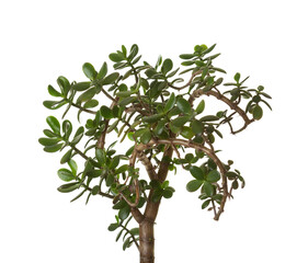 Money tree (Crassula ovata) isolated on white background.