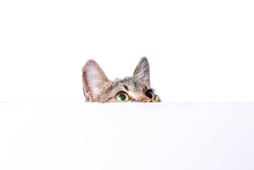 mongrel tabby cat peeks out from behind a white surface on a light  background © Sofiia