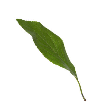 Fresh green  Plum  leaf  isolated on white background. Selective Focus.