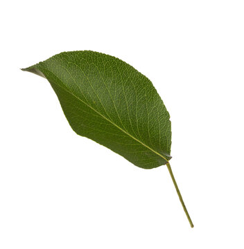 Fresh green  Pear leaf  isolated on white background. Selective Focus.
