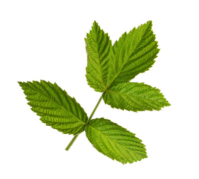 Fresh young green leaf of Raspberry isolated on white background. Selective focus.