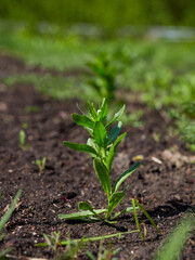 Blurred in the field Closeup of green leaf on green background Mid hues of blue hues and hues Multicolored nature green plants, fresh background