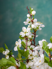 White flowers on green bush. Spring cherry apple blossom. The white rose is blooming.