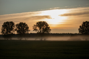 Fototapeta na wymiar haze fog creeps across the field between the trees at dawn
