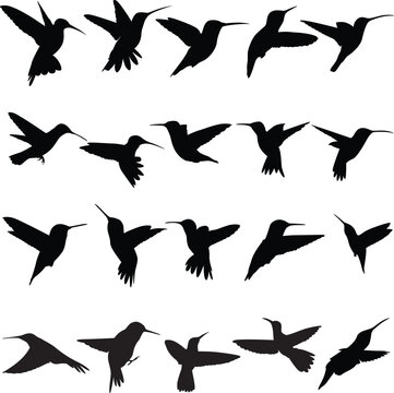 Set of silhouettes hummingbirds. Birds vector