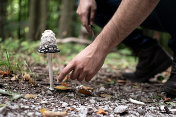man collecting mushrooms in the german forest