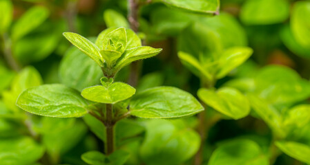 Oregano leaves