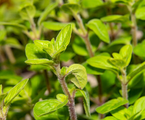 Oregano leaves