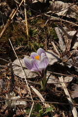 Single Crocus is growing in a garden. Vertical picture of white and lila striped Crocus. 