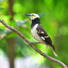Black-collared Starling Bird​ (Sturnus nigricollis) perching on the branch.