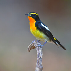 Beautiful black and yellow bird, Male of Narcissus Flycatcher (ficedula zanthopygia) perching on the branch.