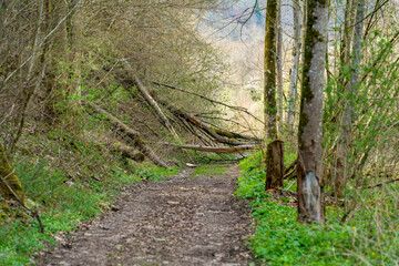 Obstacles at a forest track