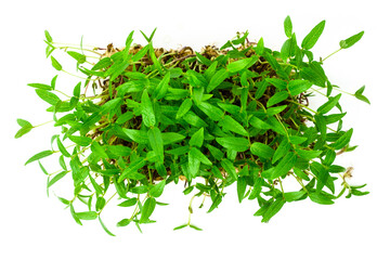 Mung shoots close up. Green gram saplings on white background. Homegrown sprouts of mung bean. Vigna radiata young plants. 
