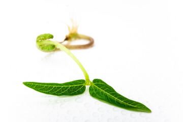 Mung young plant with root close up. Green gram sapling on white background. Homegrown sprout of mung bean macro shot. Vigna radiata young plant.