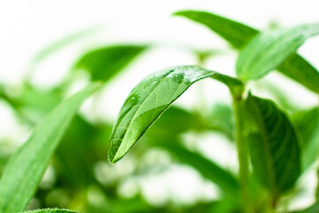 Mung shoots close up. Green gram saplings on white background. Homegrown sprouts of mung bean. Vigna radiata young plants. 