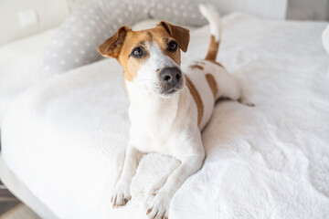 Beautiful small white dog lying on the bed in light bedroom. Siesta time. Cute pampered healthy...