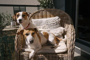 dogs in cane-chair. younger one looking with guilt. Father and son two dogs family always together relationship. Animal pets Jack Russell terriers at sunny summer terrace balcony