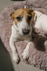 Adorable dog face Jack Russell terrier lying on furry comfortable dog bed enjoying sunbathing looking at camera pressing ears to the head, obedient pet behavior